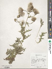 Cirsium arvense image