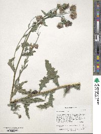 Cirsium arvense image