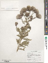 Cirsium arvense image