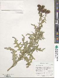 Cirsium arvense image