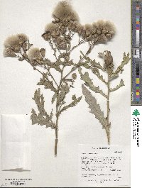 Cirsium arvense image