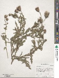 Cirsium arvense image