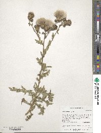 Cirsium arvense image