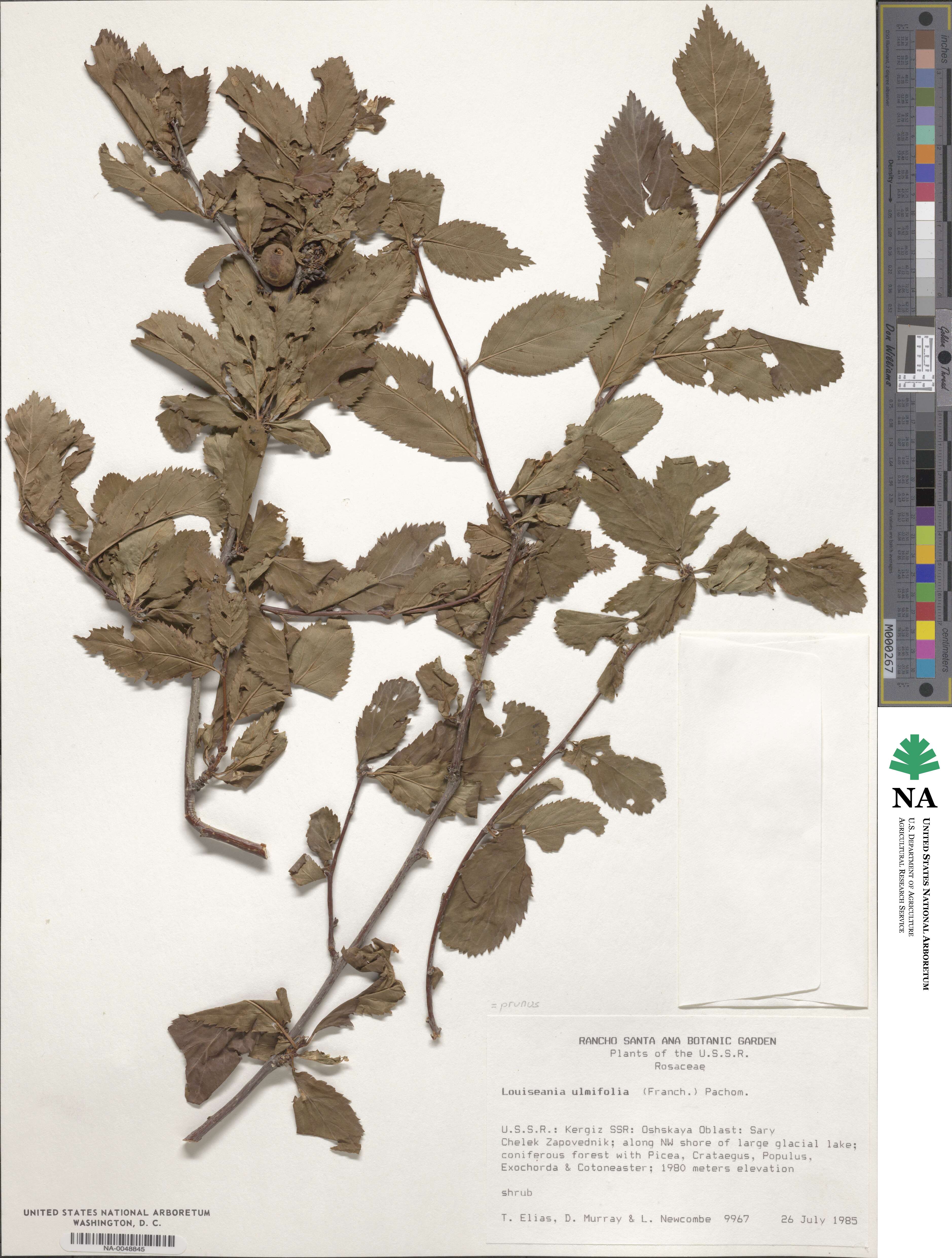 Prunus triloba image