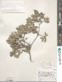 Image of Quercus berberidifolia