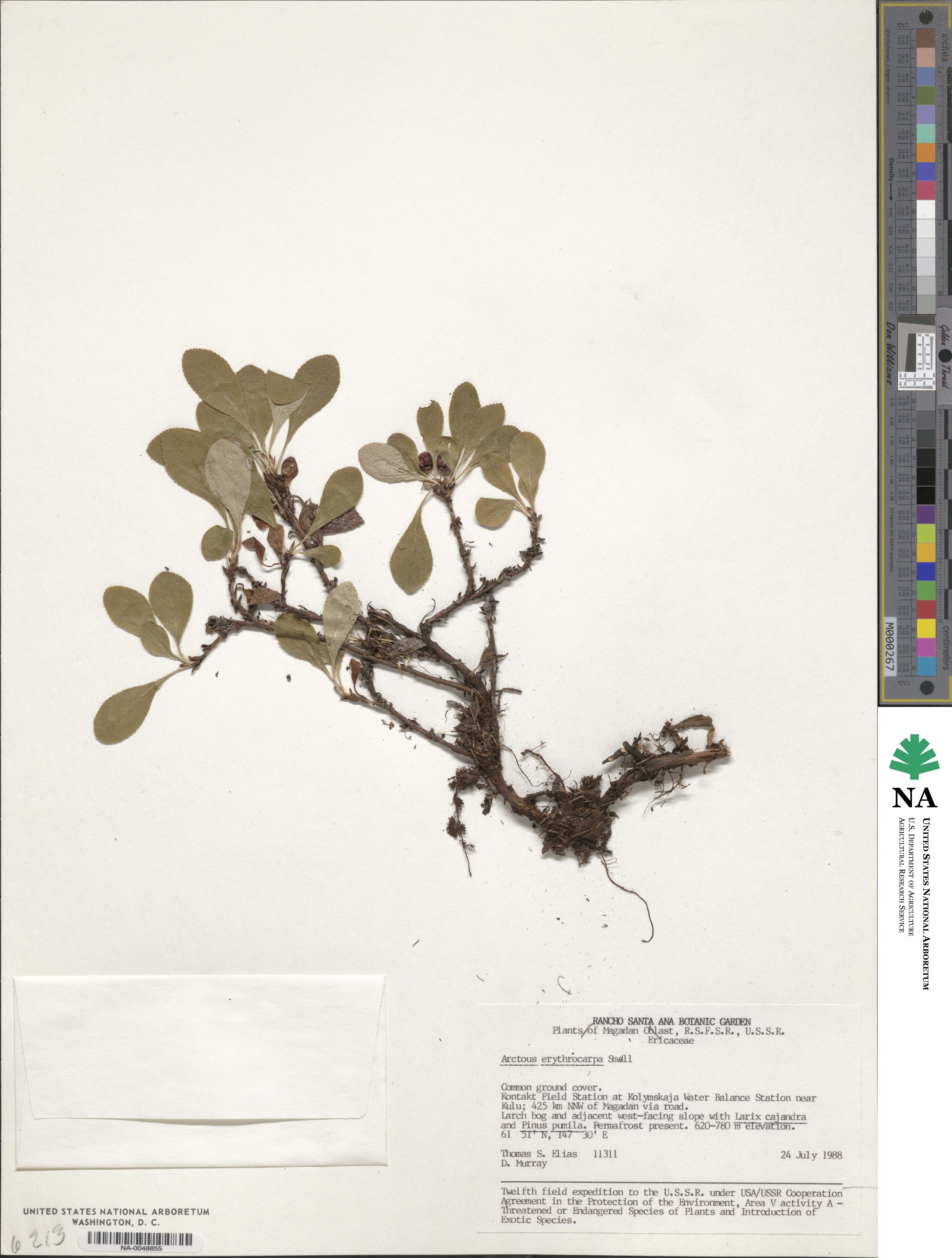 Arctostaphylos rubra image