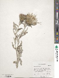 Image of Cirsium flodmanii