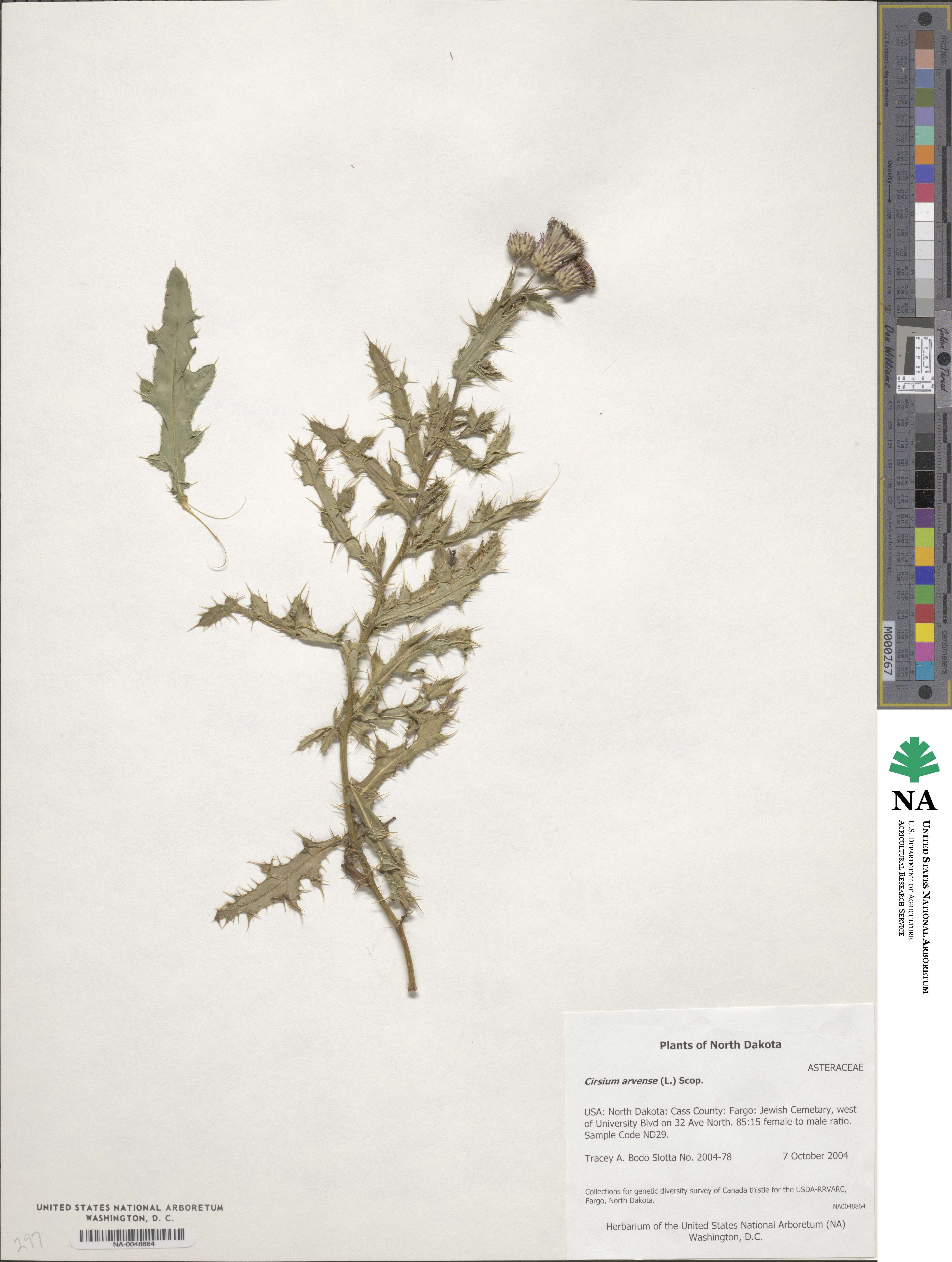 Cirsium arvense image