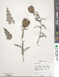 Cirsium flodmanii image