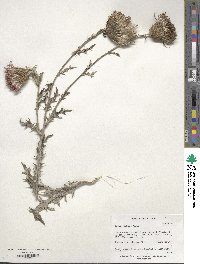 Cirsium flodmanii image