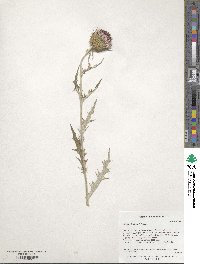 Cirsium flodmanii image