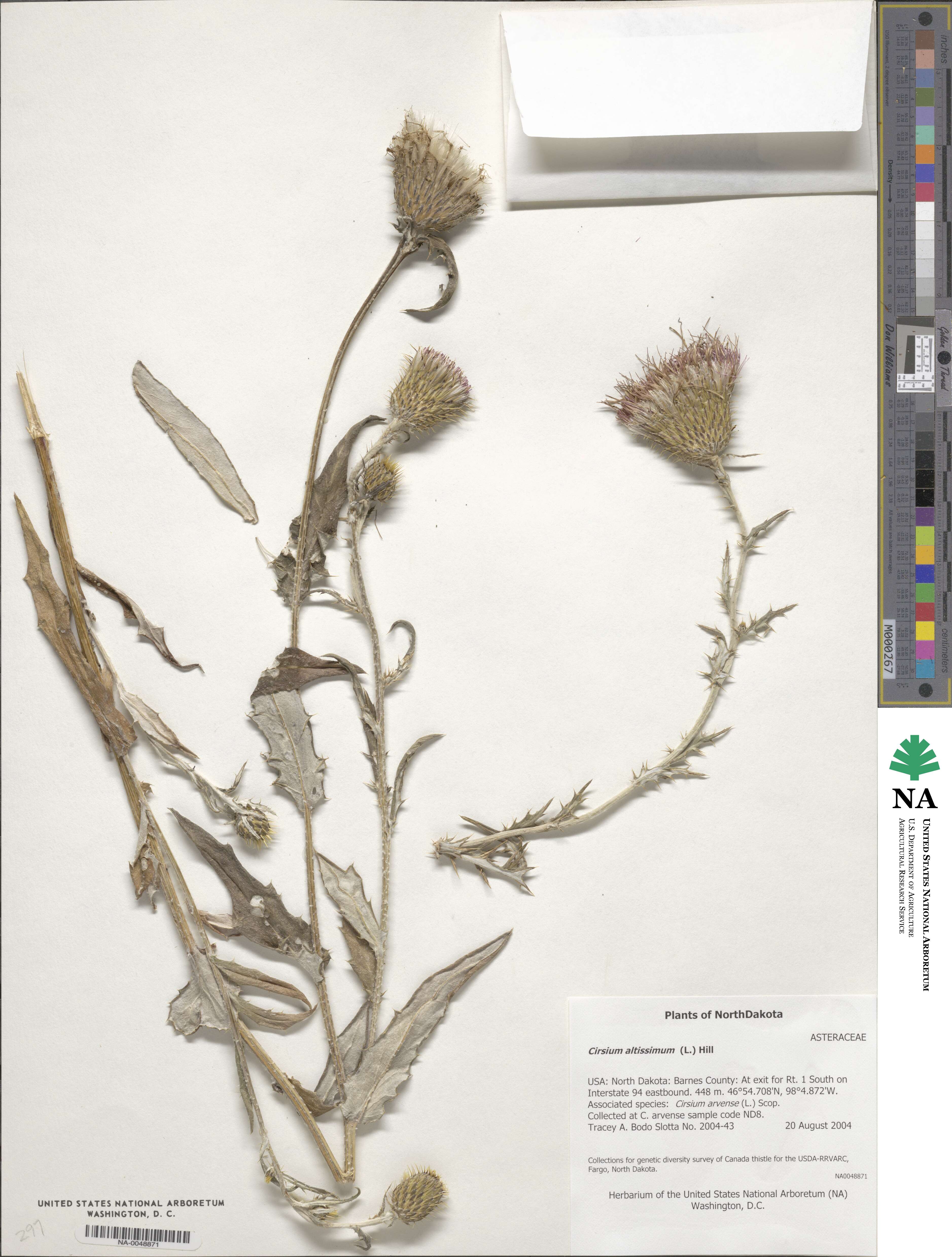 Cirsium altissimum image