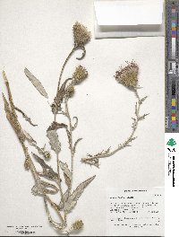 Image of Cirsium altissimum