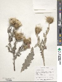 Cirsium undulatum image