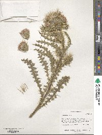 Image of Cirsium foliosum