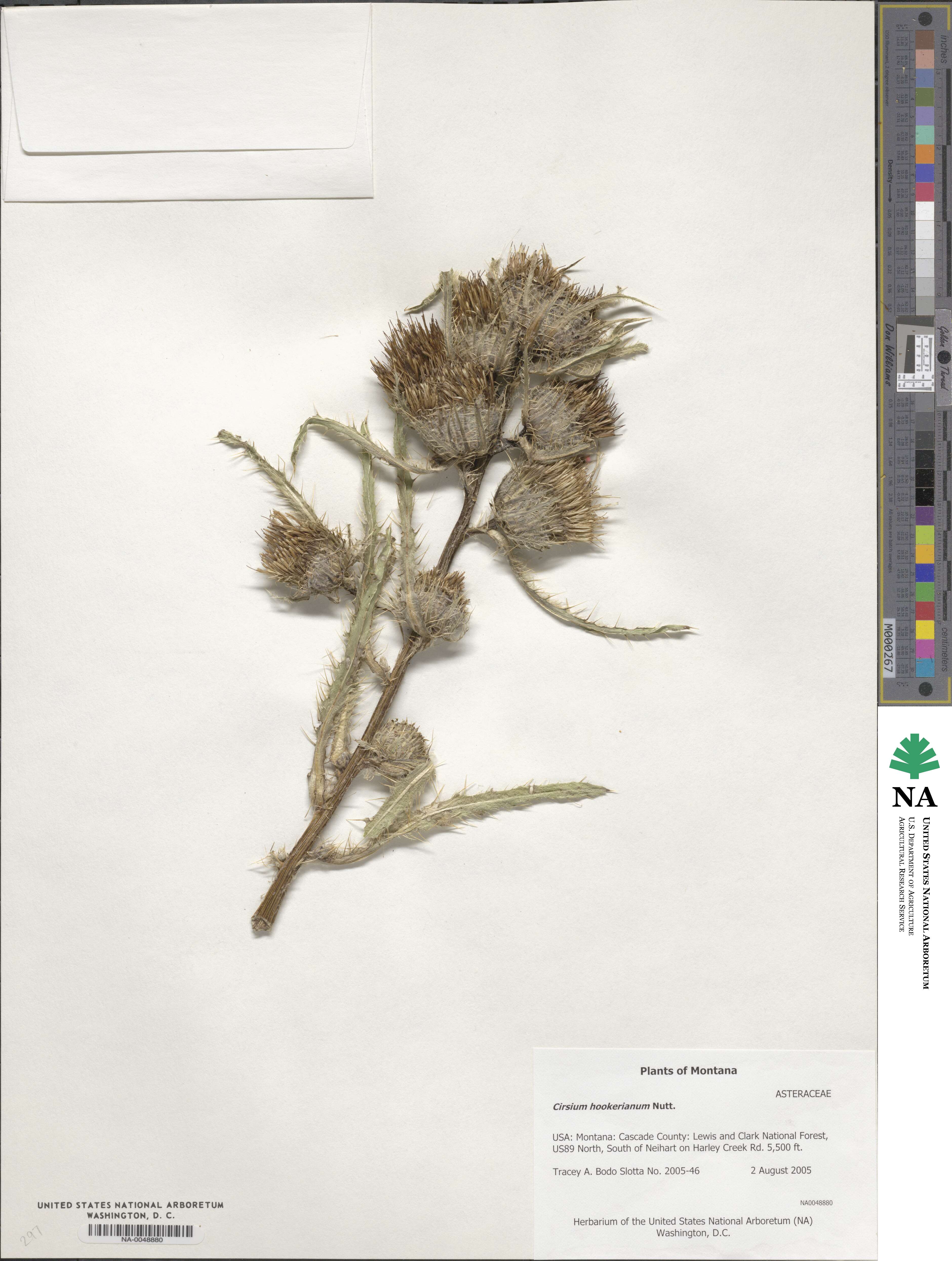 Cirsium hookerianum image