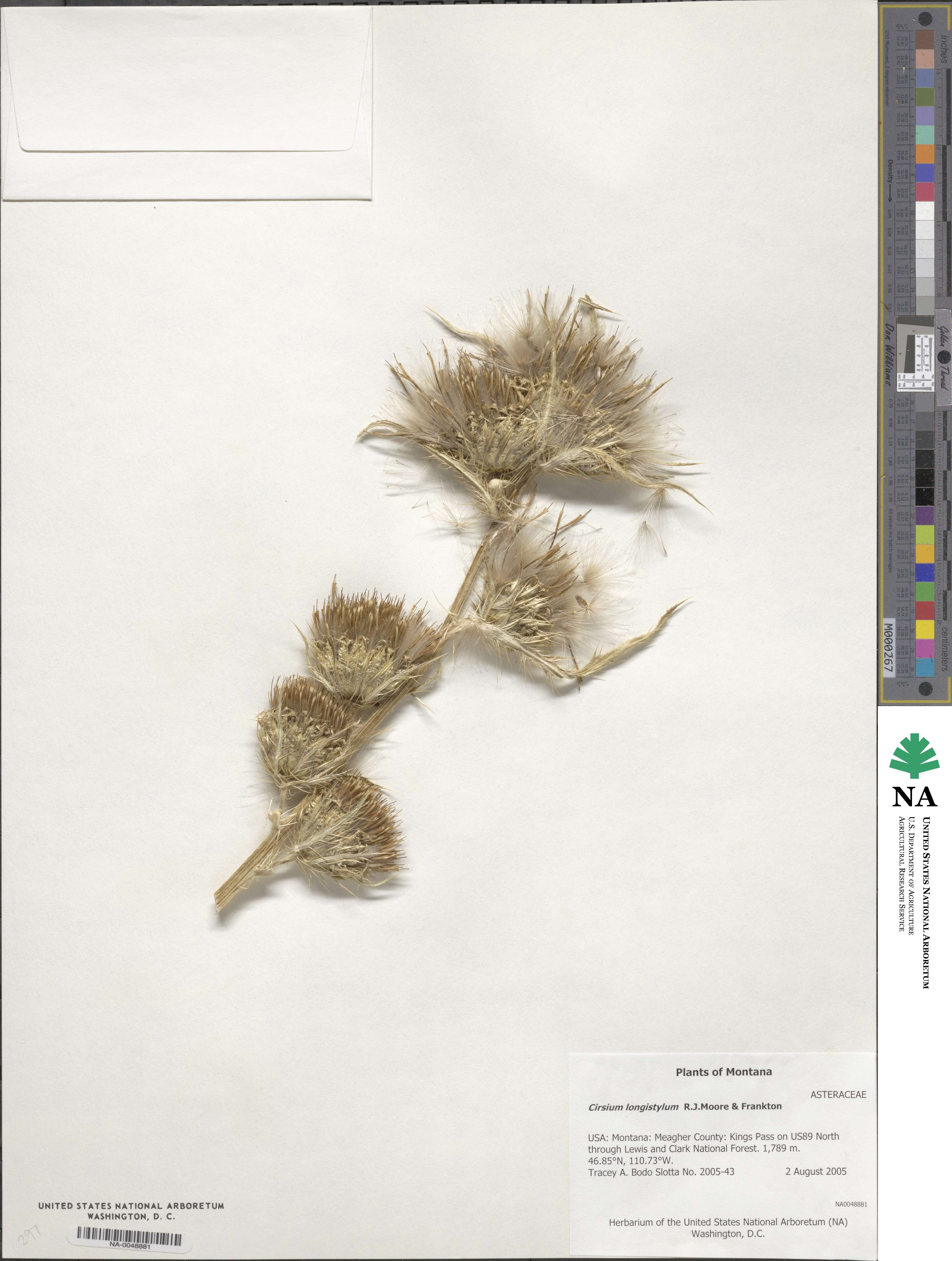 Cirsium longistylum image