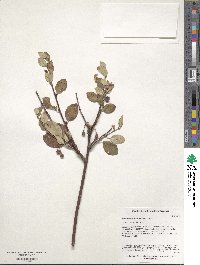 Cotoneaster integerrimus image