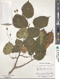 Tilia dasystyla subsp. caucasica image