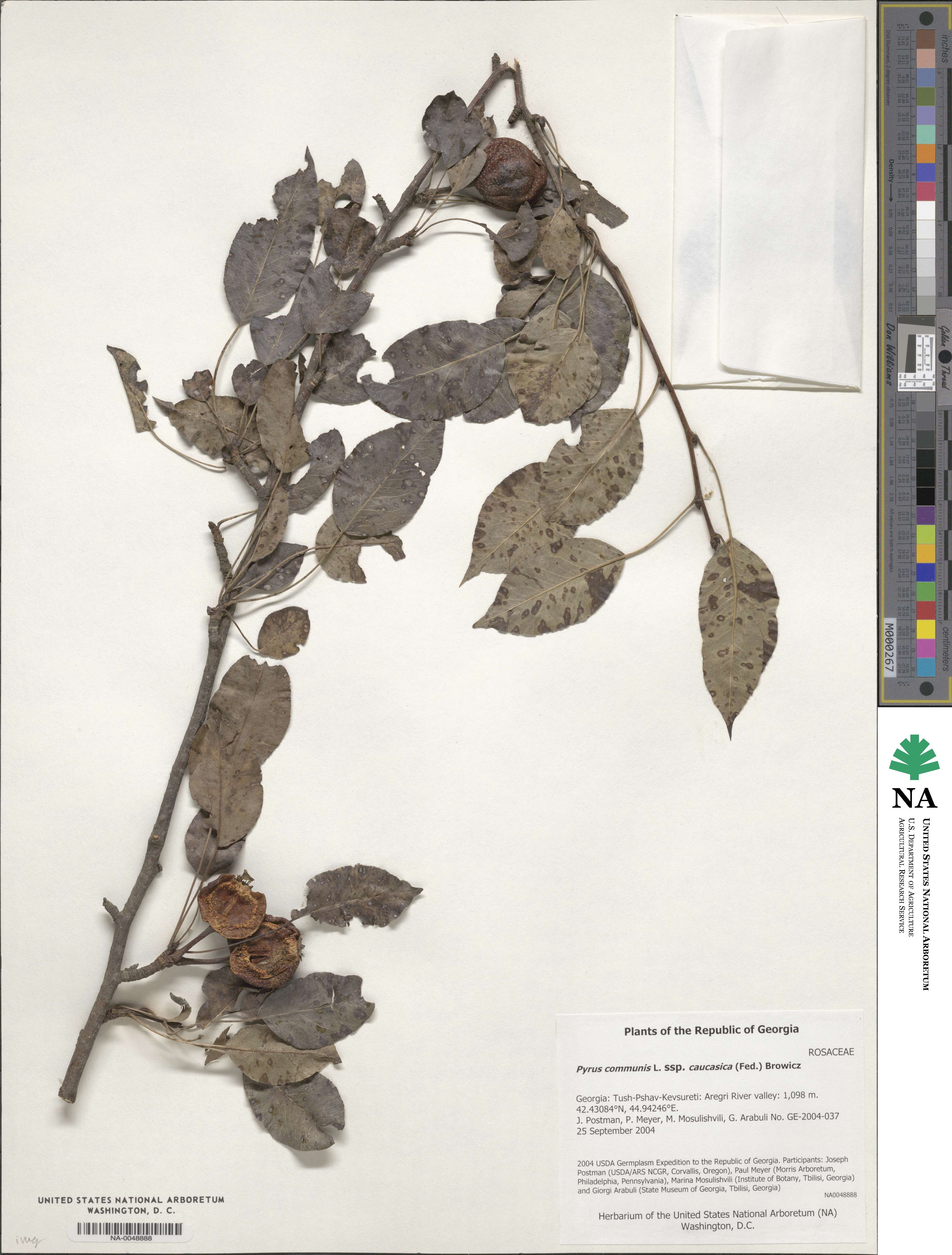 Pyrus communis subsp. caucasica image