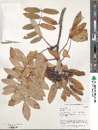 Sorbus aucuparia image