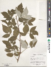 Rubus idaeus image