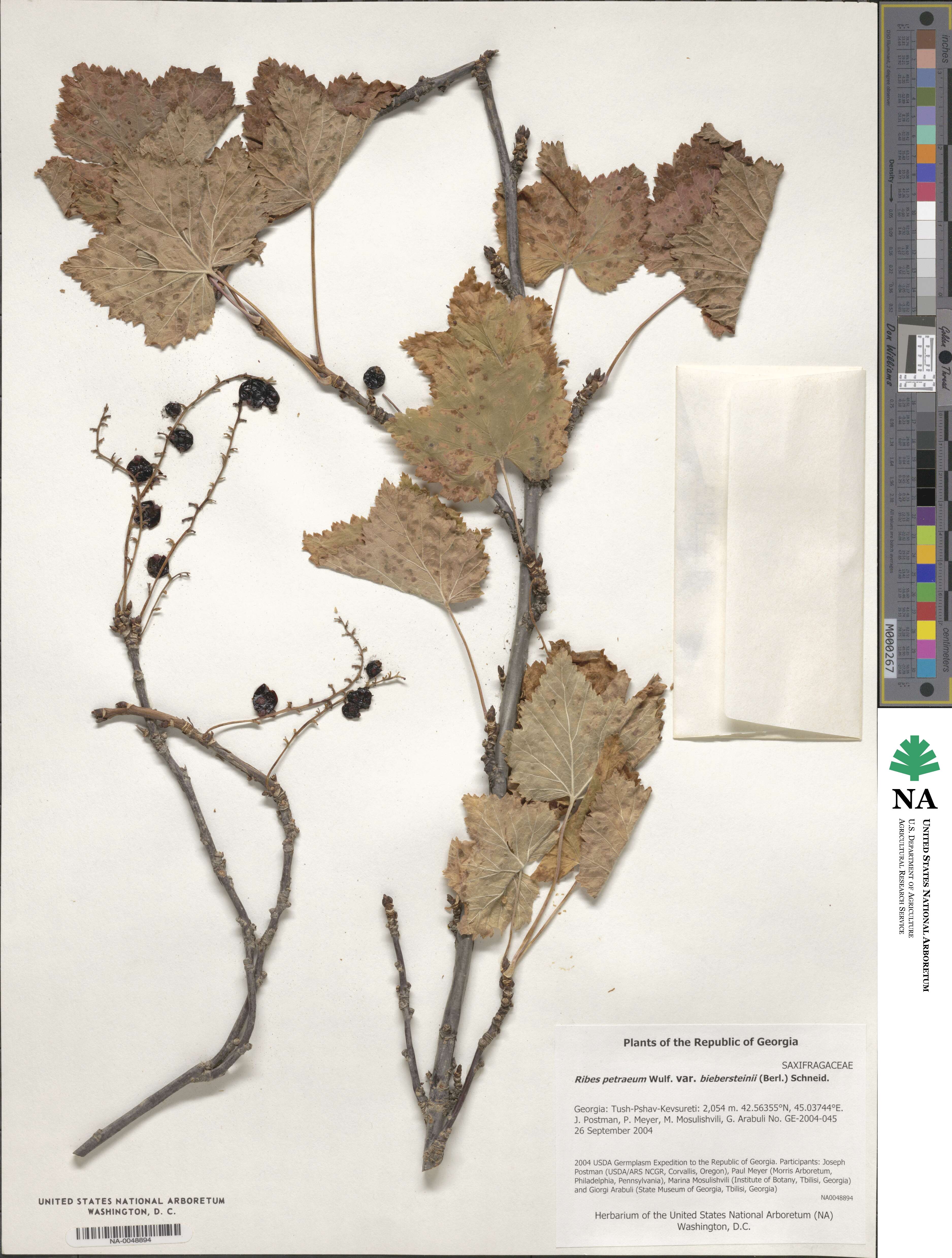 Ribes biebersteinii image