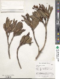 Rhododendron caucasicum image