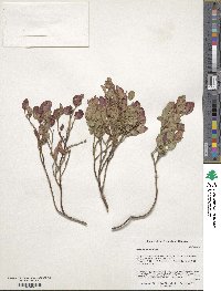 Vaccinium myrtillus image