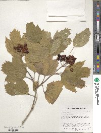 Viburnum opulus image