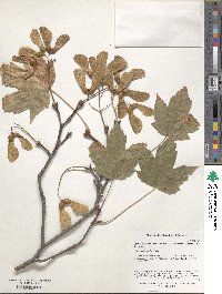 Acer heldreichii subsp. trautvetteri image