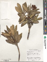 Rhododendron caucasicum image