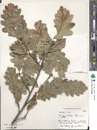 Quercus hartwissiana image