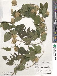 Humulus lupulus image