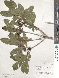 Rhododendron luteum image