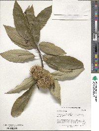 Castanea sativa image