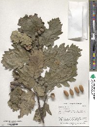 Quercus petraea subsp. polycarpa image