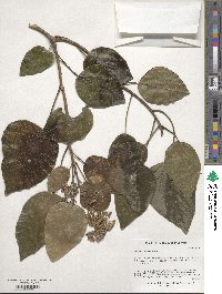 Hedera colchica image