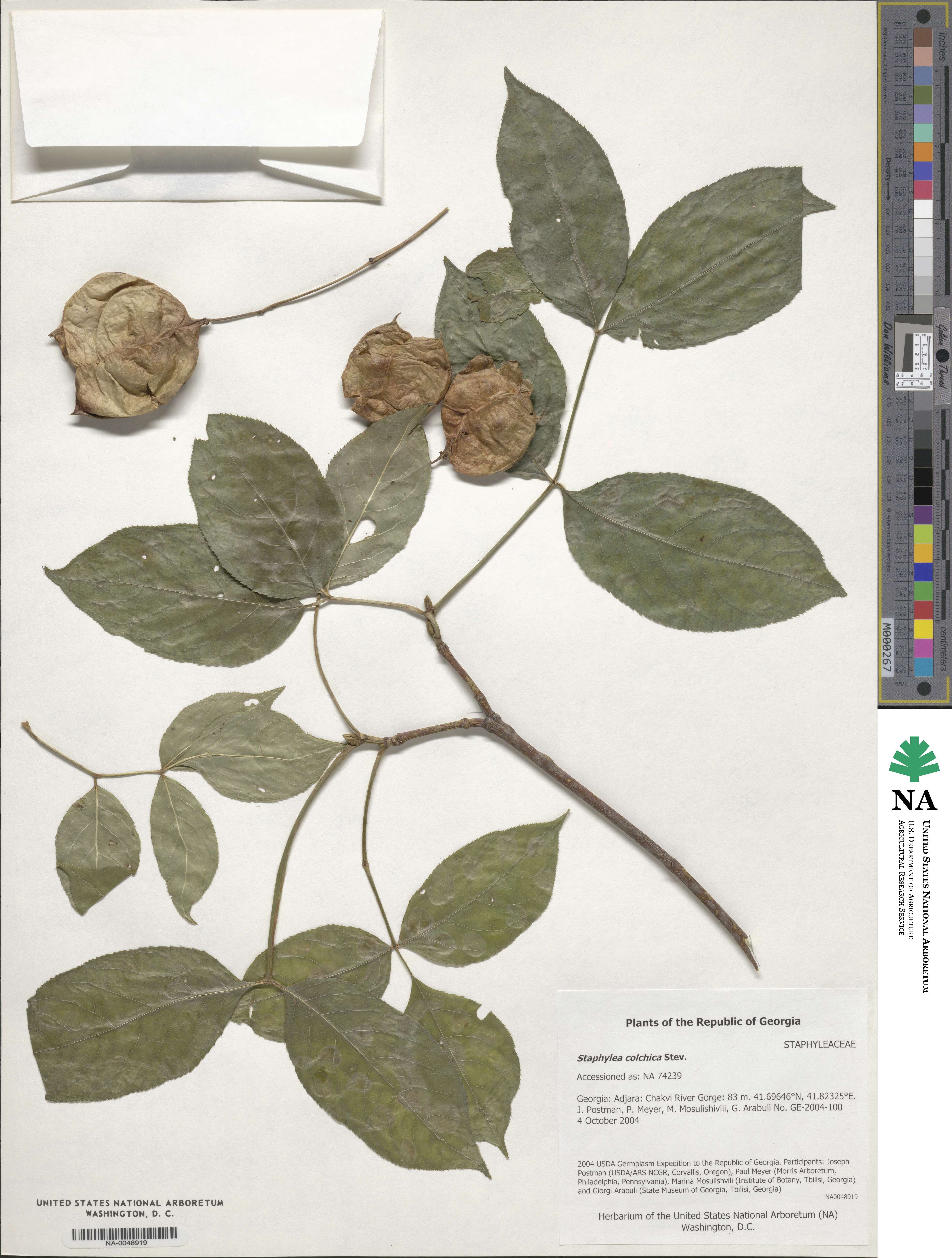 Staphylea colchica image