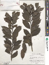 Ilex colchica image