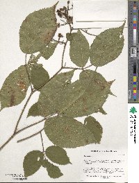 Rubus caesius image