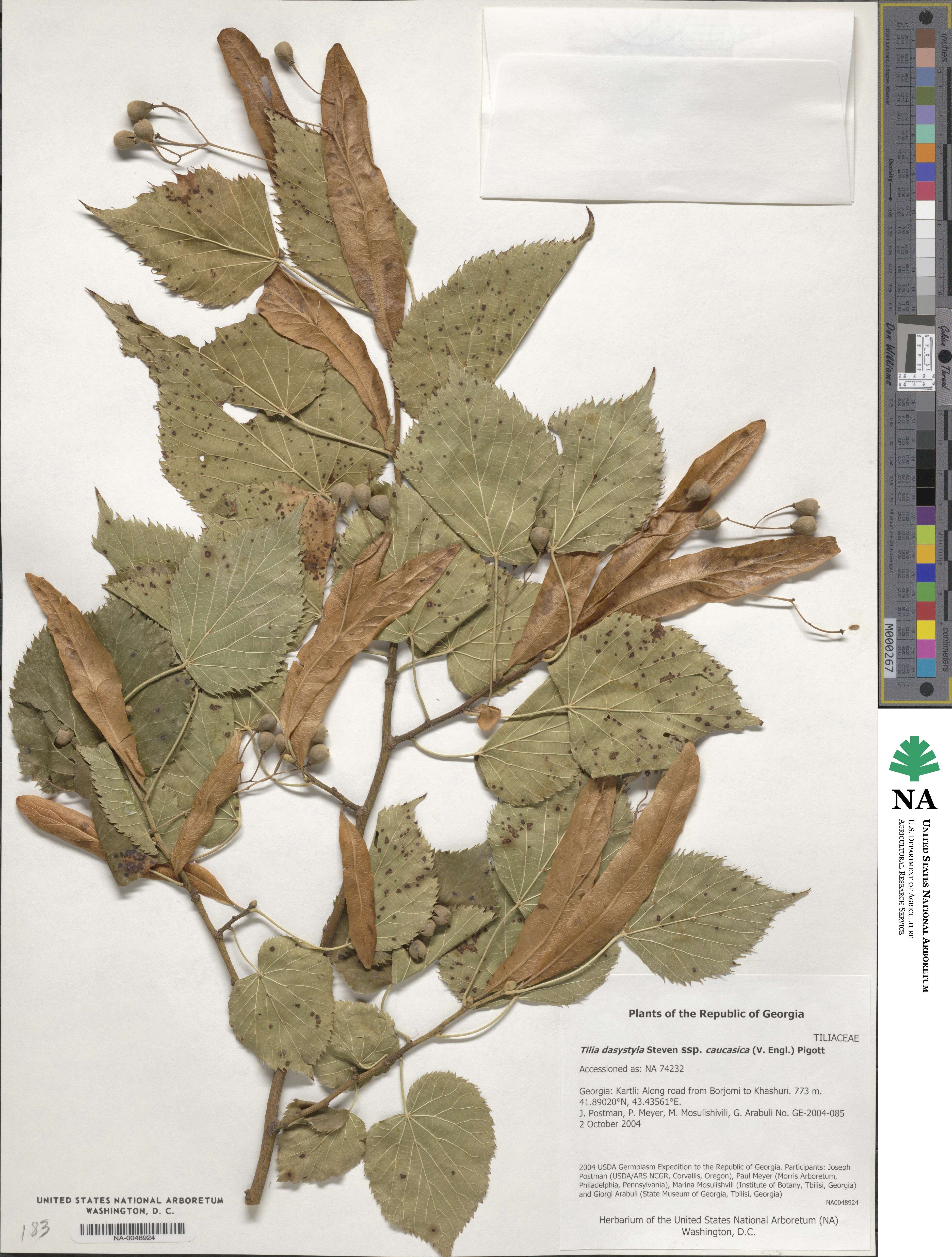 Tilia dasystyla subsp. caucasica image