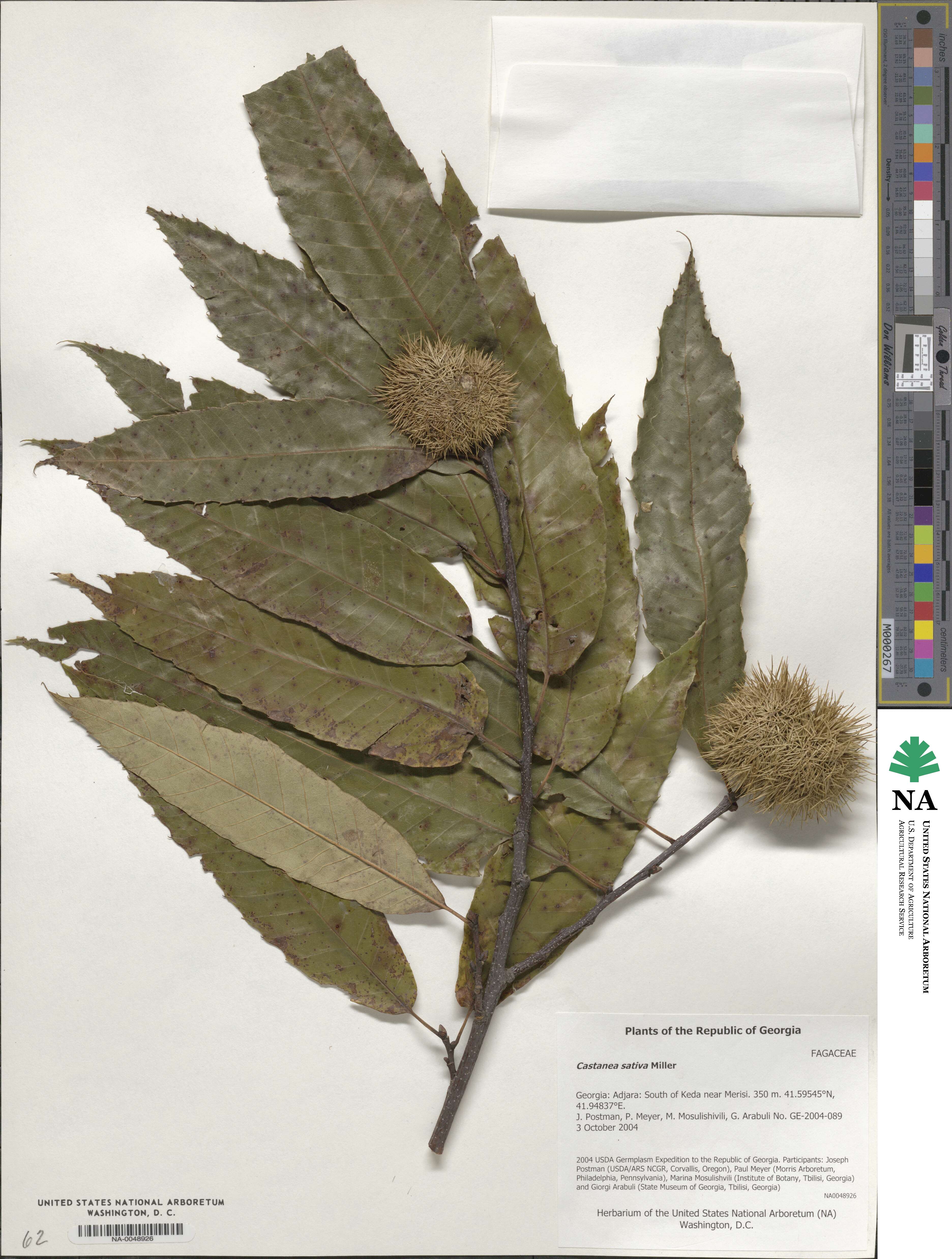 Castanea sativa image