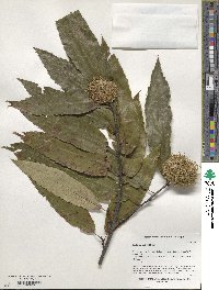 Castanea sativa image