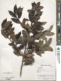 Ilex colchica image