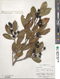 Prunus laurocerasus image