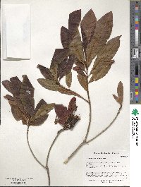 Rhododendron luteum image