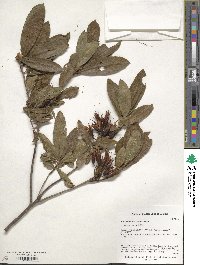 Rhododendron luteum image