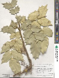 Mahonia bealei image