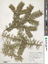 Torreya nucifera image